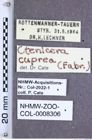 Etiketten zu Ctenicera cuprea (Fabricius, 1781) (NHMW-ZOO-COL-0008306)